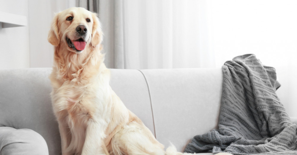 Why your pet might be delaying your house sale Why your pet might be delaying your house sale