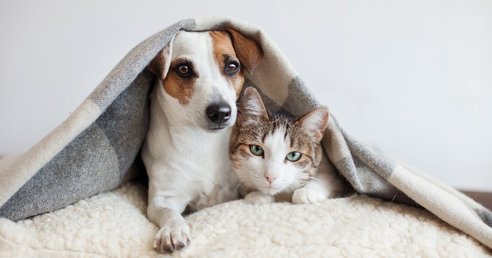 Lets with pets - our top tips to renting with pets Lets with pets - our top tips to renting with pets