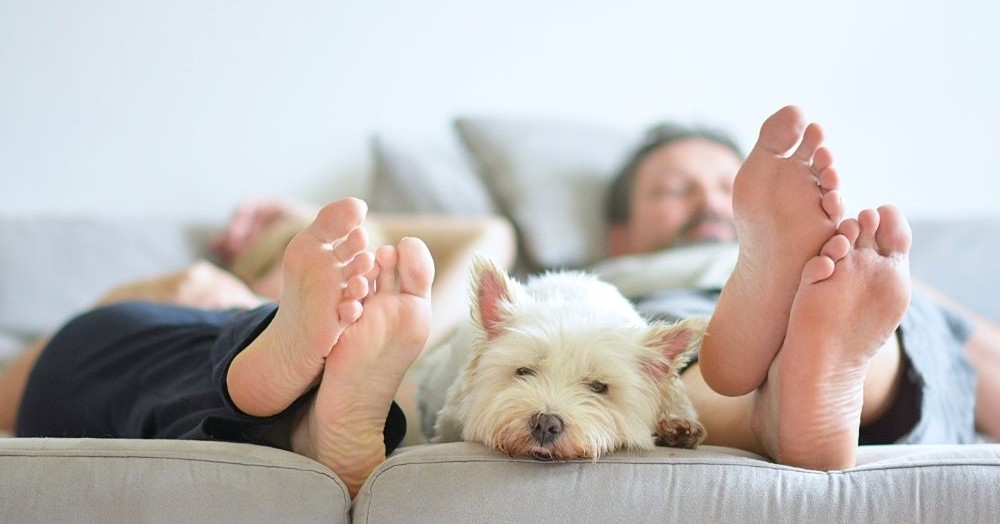 Dog-centric home renovations you won’t regret when it’s time to sell Dog-centric home renovations you won’t regret when it’s time to sell