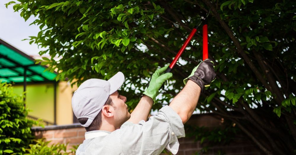 Can you cut the branches hanging over from a neighbour's tree? Can you cut the branches hanging over from a neighbour's tree?