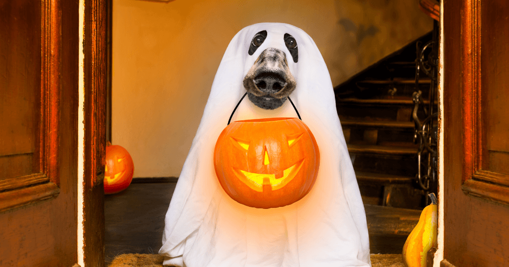 Could a Ghostly Presence Lower Your Home's Value? Find Out Here. Could a Ghostly Presence Lower Your Home's Value? Find Out Here.